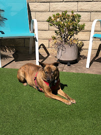 Fetch! Pet Care of Santa Clarita Valley - Photo 6 - Car repair in Valencia, CA, Santa Clarita