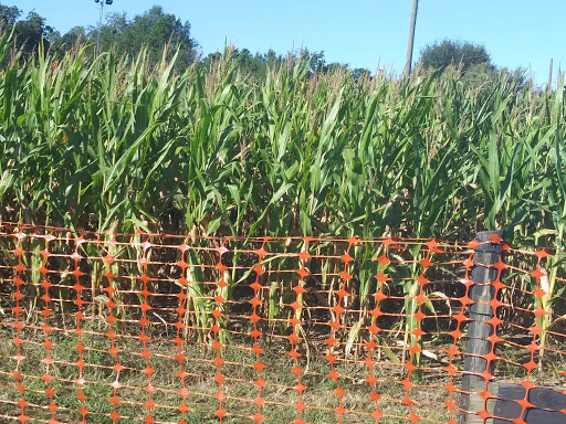 Farm «Buford Corn Maze.», reviews and photos, 4470 Bennett Rd, Buford, GA 30519, USA