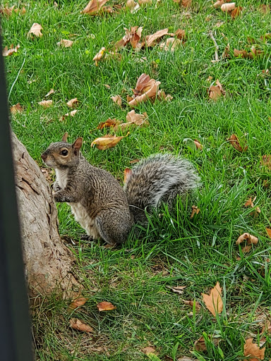 Park «West Hudson Park», reviews and photos, Schyuler Avenue & Davis Avenue, Harrison, NJ 07029, USA