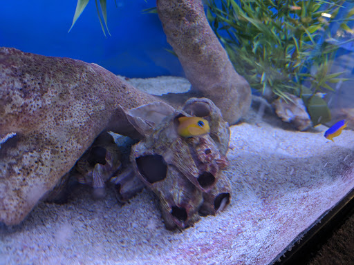 Pet Store «Fish 4 U», reviews and photos, 4010 Highland Dr #1, Millcreek, UT 84124, USA