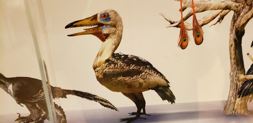 Museum «Museum of Natural and Cultural History», reviews and photos, 1680 E 15th Ave, Eugene, OR 97401, USA