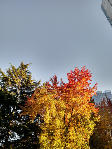Park «Freeway Park - Jim Ellis Freeway Park», reviews and photos, 700 Seneca St, Seattle, WA 98101, USA