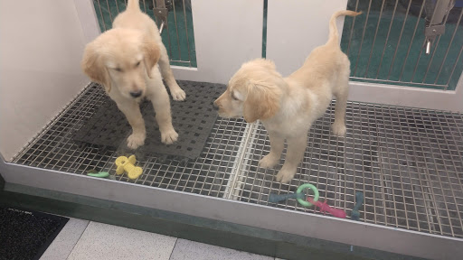 Pet Store «Petland Las Vegas», reviews and photos, 8800 W Charleston Blvd #3, Las Vegas, NV 89145, USA