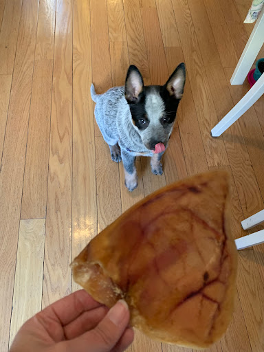 Pet Supply Store «PS9 Pets», reviews and photos, 169 N 9th St, Brooklyn, NY 11211, USA