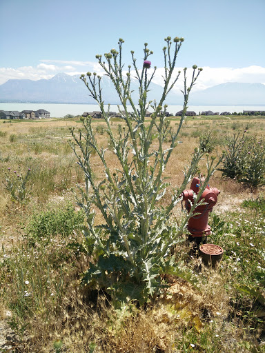 Golf Club «TalonsCove Golf Club», reviews and photos, 2220 S TalonsCove Dr, Saratoga Springs, UT 84045, USA