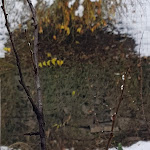 Photo n°3 de l'avis de Circolo.i fait le 11/02/2019 à 12:30 sur le  Chianocco Ristotante La Baritlera à Chianocco