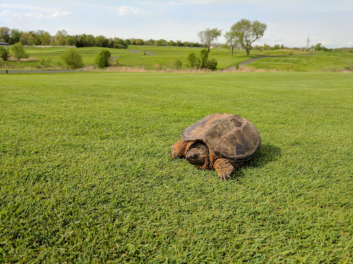 Golf Course «Neshanic Valley Golf Course», reviews and photos, 2301 S Branch Rd, Neshanic Station, NJ 08853, USA