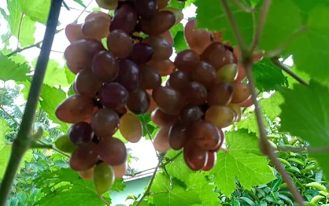 Teras Anggur Stabat image