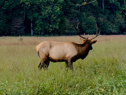 Cataloochee Valley - Elk Watching