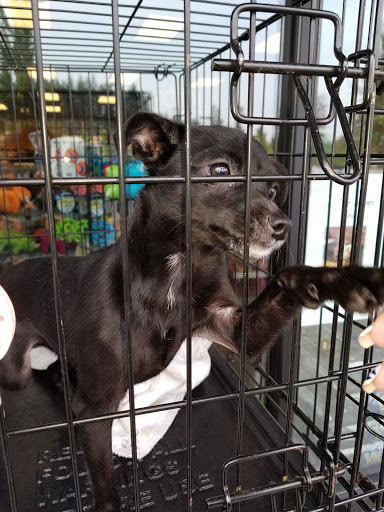 Pet Supply Store «Yummy Tummy Pet Supply», reviews and photos, 27149 185th Ave SE, Covington, WA 98042, USA