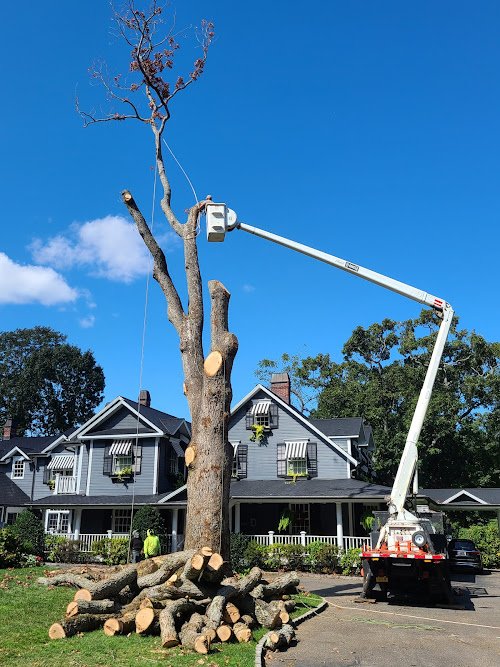  alt='Steve and his crew did an amazing job taking down 4 trees from our backyard'