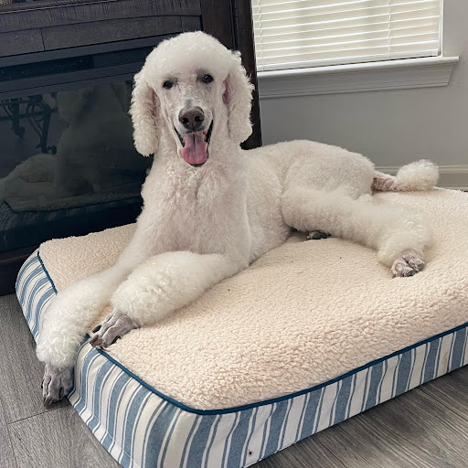 Pet Supply Store «PetSmart», reviews and photos, 13241 Gateway Center Dr, Gainesville, VA 20155, USA