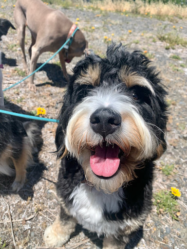 All Dogs Society image