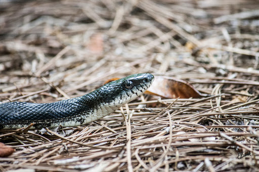 Nature Preserve «Melvin L. Newman Wetlands Center», reviews and photos, 2755 Freeman Rd, Hampton, GA 30228, USA