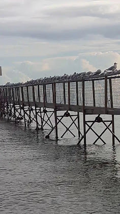 Vidéos hôtels Hotel Villa Isola 47924 Rimini