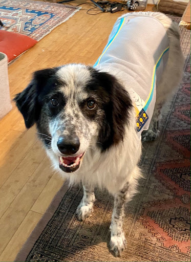 Pet Supply Store «Green Dog Pet Supply», reviews and photos, 4327 NE Fremont St, Portland, OR 97213, USA