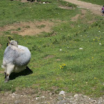 Photo n°3 de l'avis de Liana.r fait le 27/06/2023 à 21:03 sur le  Rifugio Friedrich August à Campitello di Fassa
