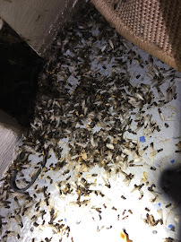 Pest Boys Termite & Pest Control - Photo 3 - Car repair in West New York, NJ, Manhattan