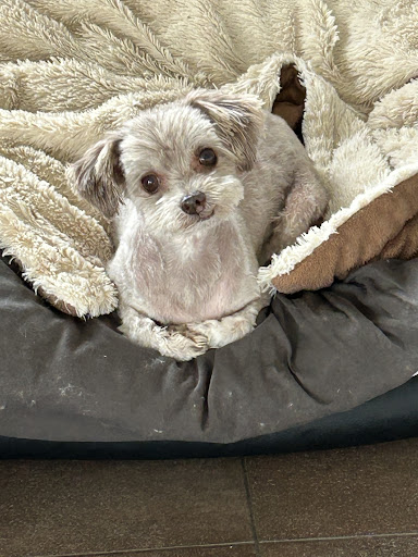 Mimis Hundesalon 