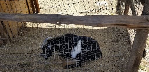 History Museum «Pioneer Living History Museum», reviews and photos, 3901 W Pioneer Rd, Phoenix, AZ 85086, USA