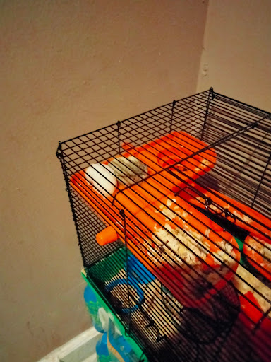 Bird Shop «Birdman Pet Shop», reviews and photos, 3520 N Figueroa St, Los Angeles, CA 90042, USA