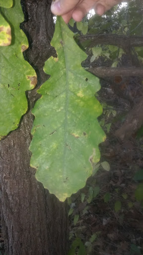 Park «Fox River Bluff west», reviews and photos, 5N753 State Rte 31, St Charles, IL 60175, USA