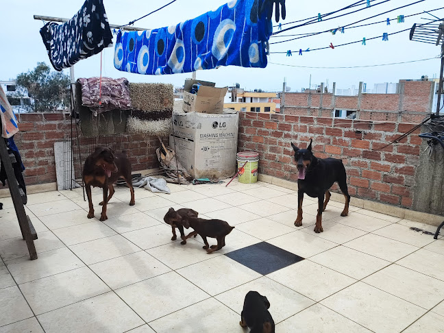 Opinii despre City Pets în Callao - Veterinario