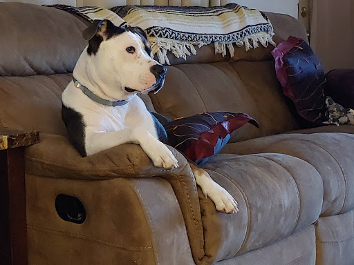 Pet Supply Store «PetSmart», reviews and photos, 420 Home Dr, Pittsburgh, PA 15275, USA