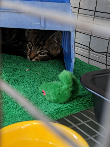 Barber Shop «The Little White House Barber Shop», reviews and photos, 11907 Fort King Hwy, Thonotosassa, FL 33592, USA