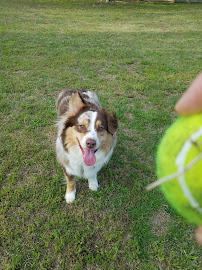Horns to Halos Dog Training, L.L.C. - Photo 6 - Car repair in Richlands, NC, Jacksonville