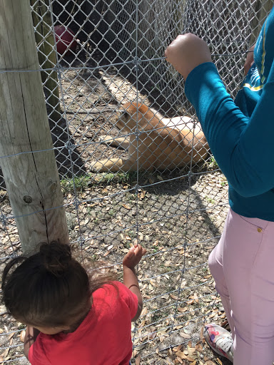 Non-Profit Organization «Big Cat Habitat & Gulf Coast Sanctuary», reviews and photos, 7101 Palmer Blvd, Sarasota, FL 34240, USA