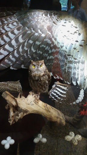 Natural History Museum «Burke Museum of Natural History and Culture», reviews and photos, 1413 NE 45th St, Seattle, WA 98105, USA