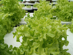 สวนผักสด Hydroponics