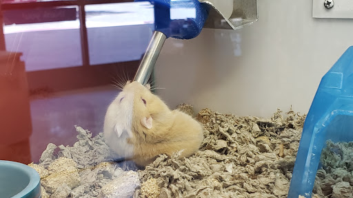 Pet Supply Store «Petco Animal Supplies», reviews and photos, 855 E Bidwell St, Folsom, CA 95630, USA