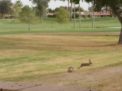 Golf Course «Coyote Run Golf Course», reviews and photos, 1548 Leisure World Blvd, Mesa, AZ 85206, USA