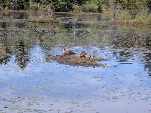 State Park «Borderland State Park», reviews and photos, 259 Massapoag Ave, North Easton, MA 02356, USA