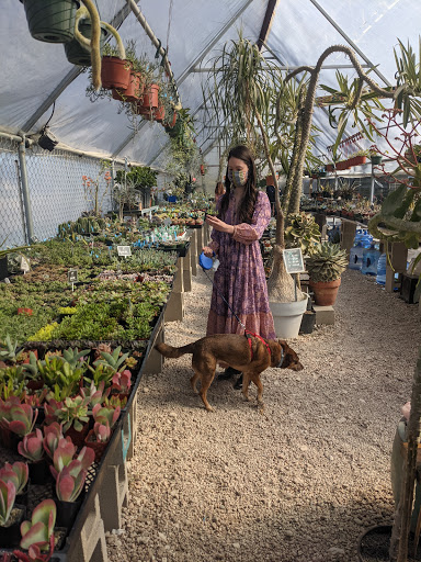 East Austin Succulents