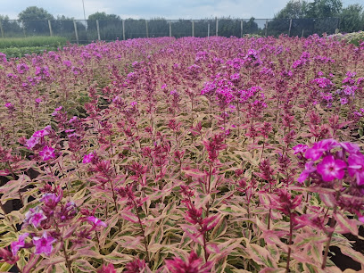 Rijnbeek and son perennials export b.v.