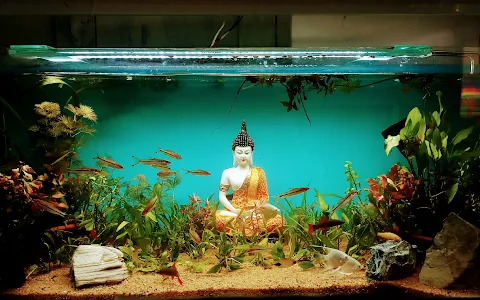 Fish Aquarium image