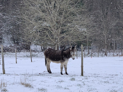 La ferme de Cancabirol à Mazamet