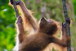 Orangutan Adventure image