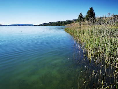 Schilfsteg Sempach