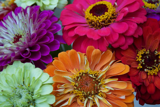 Florist «Sebring Florist Inc», reviews and photos, 1072 Lakeview Dr, Sebring, FL 33870, USA