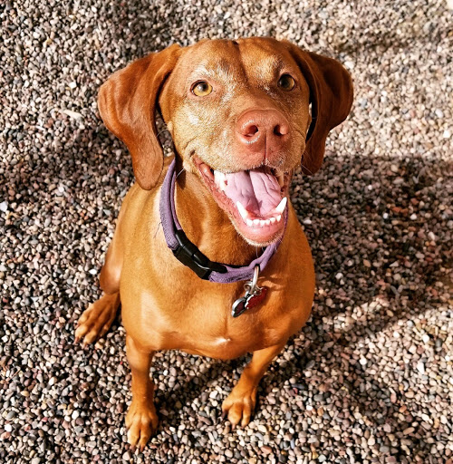 Pet Boarding Service «Bed & Biscuit Pet Resort», reviews and photos, 5525 AZ-69, Mayer, AZ 86333, USA