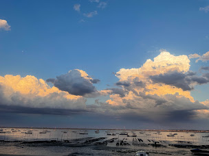 Photo n°11 de Chai Anselme - Dégustation d'huîtres - Le Canon à Lège-Cap-Ferret ()