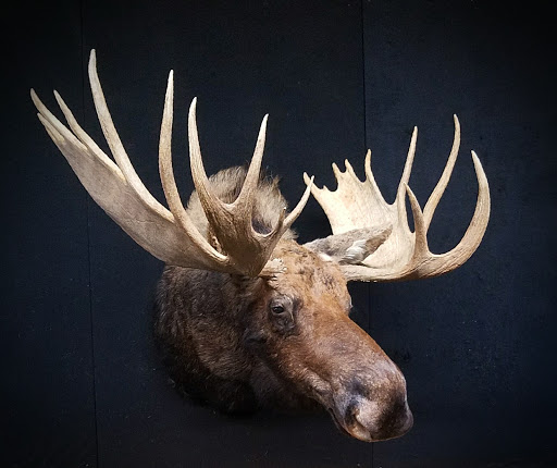 Taxidermist «HighPoint Taxidermy And Outfutters», reviews and photos, 14860 OH-13, Thornville, OH 43076, USA