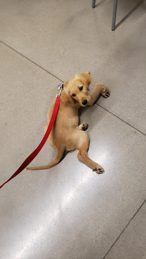 Pet Store «PetSmart», reviews and photos, 2211 Barrett Dr, Greenfield, IN 46140, USA