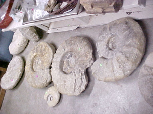 Gift Shop «Stone Hut Fossil Shop», reviews and photos, 1184 FM 205, Glen Rose, TX 76043, USA