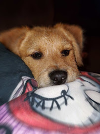 Pet Care By Amber - Photo 5 - Car repair in , New Bedford