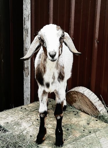 Pet Supply Store «Petco Animal Supplies», reviews and photos, 4012 W 27th Ave, Kennewick, WA 99337, USA